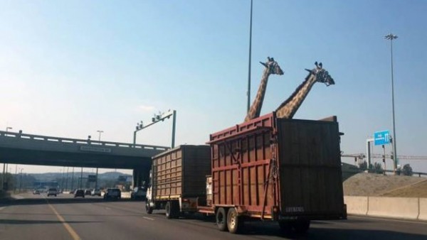 zurafa_kopruye_carpti