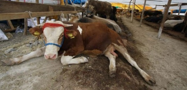 kacak_hayvanlar_kurban_sayilmaz