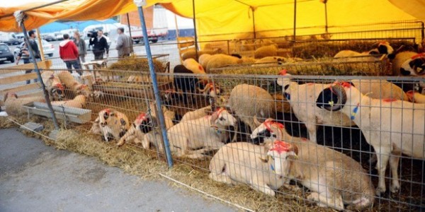 kurbanlik-fiyatlari-bu-yil-dusecek-mi