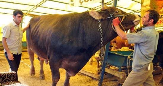 Kurbanlik_Fiyatlari 2